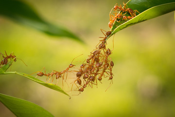 Ant action standing.Ant bridge unity team,Concept team work together