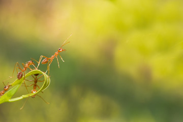 Ant action standing.Ant bridge unity team,Concept team work together