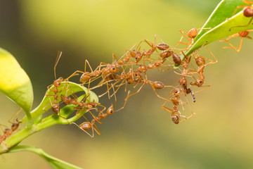 Ant action standing.Ant bridge unity team,Concept team work together