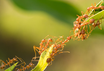 Ant action standing.Ant bridge unity team,Concept team work together