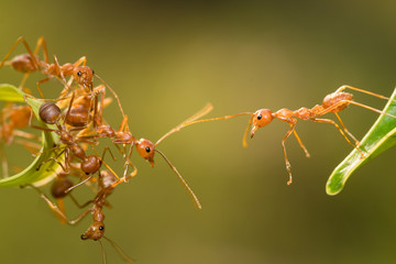 Ant action standing.Ant bridge unity team,Concept team work together