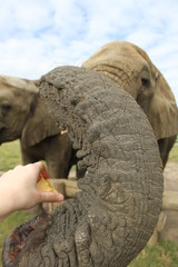 Close up of a big african elephant eating an apple. Women feeding an elephant with his trunk.