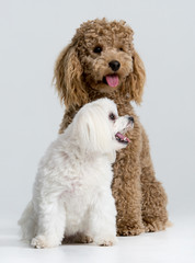 Apricot poodle and white mini maltese dog portrait