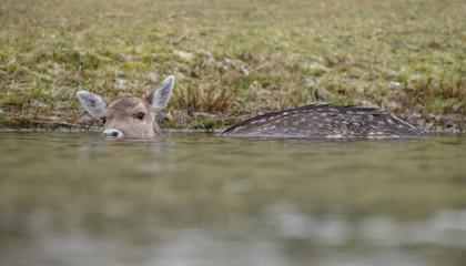 Fallow deer during mating season
