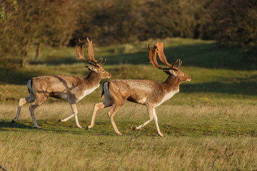 Naklejka na ściany i meble Fallow deer during mating season 