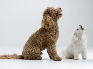 Apricot poodle and white mini maltese dog waiting for a snack