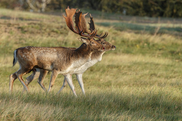 Fallow deer during mating season
