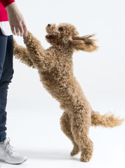 Young apricot poodle dog wants to play