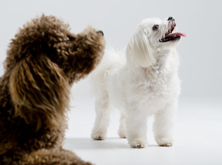 Apricot Poodle and white maltese dog