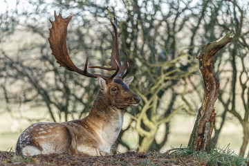 Fallow deer during mating season

