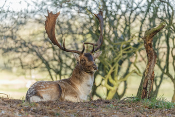 Fallow deer during mating season
