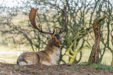 Fallow deer during mating season
