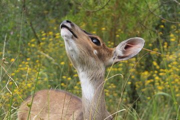 Close up of a young female impala looking in the air in the wilderness of Africa (Botswana)
