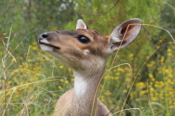 Close up of a young female impala in the wilderness of Africa (Botswana)