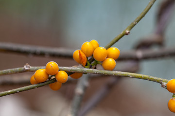 The fruit of the vine