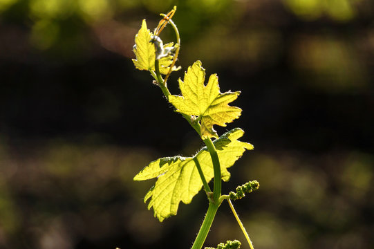 Vi&ntilde;edos  en primavera de Malbec en Mendoza Argentina