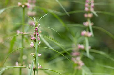 Herb Medicinal plants commonly called honeyweed or Siberian motherwort, Scientific name is Leonurus sibiricus