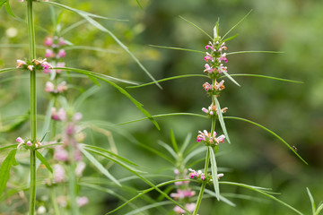 Fototapeta premium Herb Medicinal plants commonly called honeyweed or Siberian motherwort, Scientific name is Leonurus sibiricus