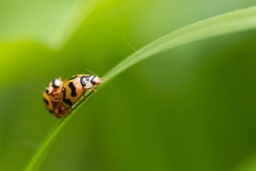 Natural background love making ladybugs couple on green background. Valentine background.