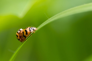 Natural background love making ladybugs couple on green background. Valentine background.