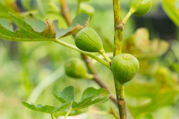 Fig tree. Green fig fruits on tree branch.