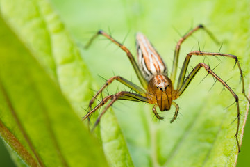 Natural background,Macro spider select focus,Yellow head spider on a Leaves tree in nature