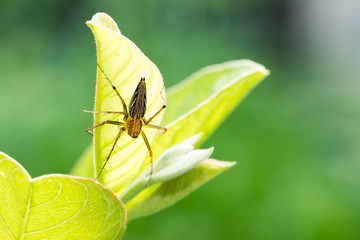 Fototapeta premium Natural background,Macro spider select focus,Yellow head spider on a Leaves tree in nature