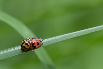 Natural background love making ladybugs couple on green background. Valentine background.