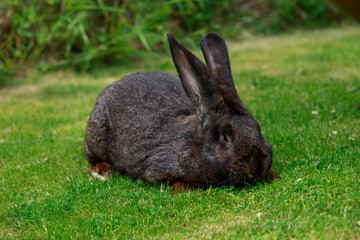 the gray rabbit
