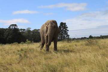 Big african elephant in the wilderness in Botswana