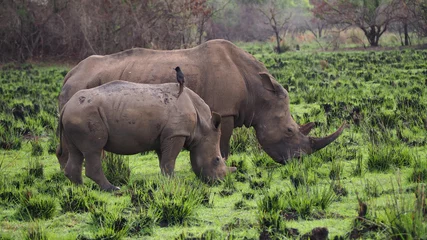 Endangered White Rhinoceros during walking safari, Uganda
