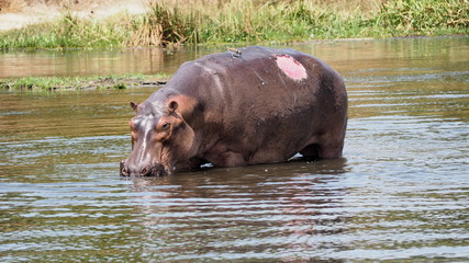 Injured Hippo (Hippopotamus amphibius) taking a bath at Murchisson Falls National Park, Uganda