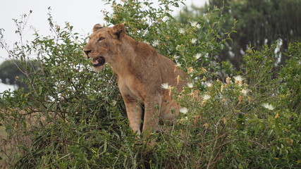 Famous tree climbing lioness in Queen Elisabeth National Park, Uganda