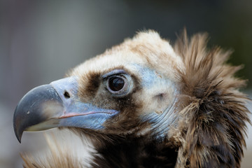 Vulture close-up portrait