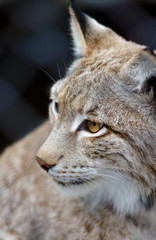 Young lynx close-up portrait