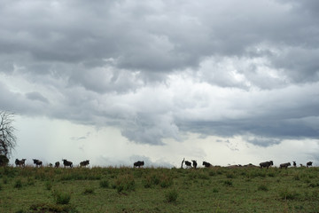 Gnuherde in der Serengeti, Tansania