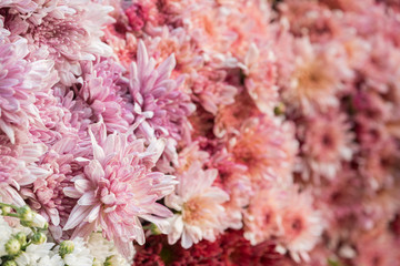 Colorful flowers background for sale at the wholesale flower market in Kyauk Mee