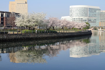 Fototapeta premium 汽車道の桜