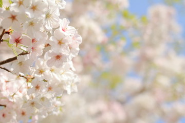 青空と桜