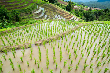 Fototapeta premium transplant rice terrace seedlings field in Ban Pa Bong Piang, Chiagmai, the north of thailand