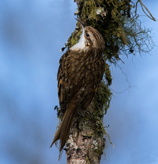Treecreeper