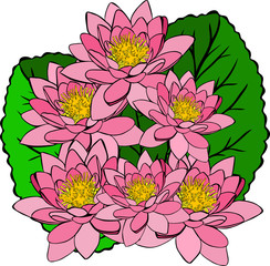 bouquet of pink water lilies and green leaves