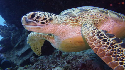  Green sea turtle, scuba diving with wild animal