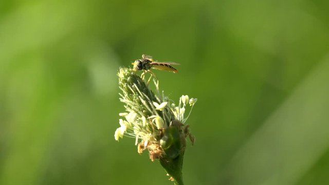 Hoverfly, Simosyrphus grandicornis, fly hovering and collect nectar of field plant, insect macro view