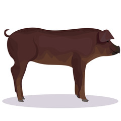 Duroc pig cartoon