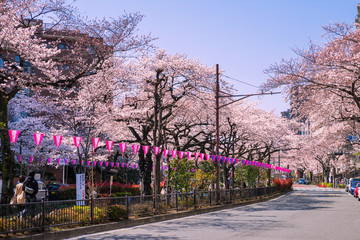 文京区 播磨坂の桜並木
