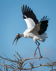 Wood Stork