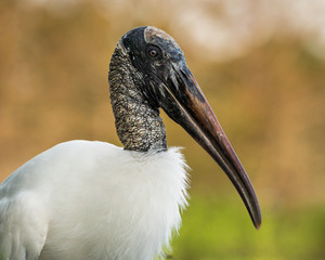 Wood Stork