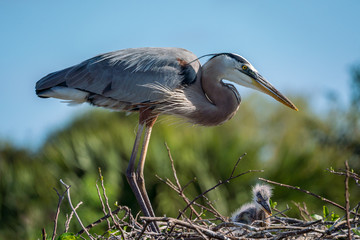 Great Blue Heron