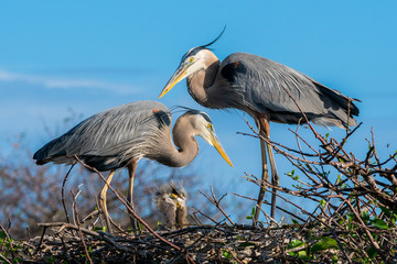 Heron Family